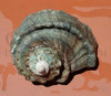 1pc Green Turban shell natural