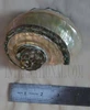 1pc Green Turban shell polished