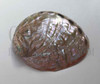1pc Red abalone shell polished