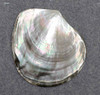1pc Black Mother of Pearl shell polished