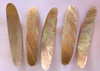 Awabi shell fishing lures (fishing spoons) are specially cut and polished solid shell pcs. Size  22 x 120 x 2mm Made to specific bent shape without holes from A grade shell.