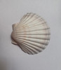1pc Scallop shell 90-100mm