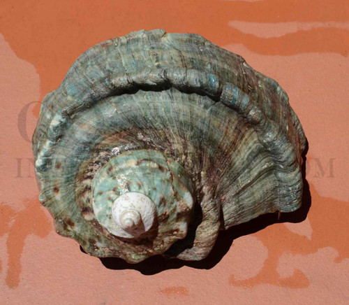 1pc Green Turban shell natural