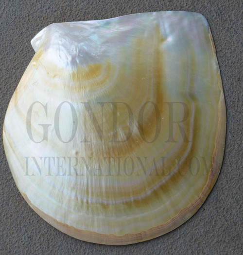Complete whole Mother of Pearl polished shell, Pearl shell - Pinctada maxima polished shell. Shell size 160-190mm (6.3-7.5")