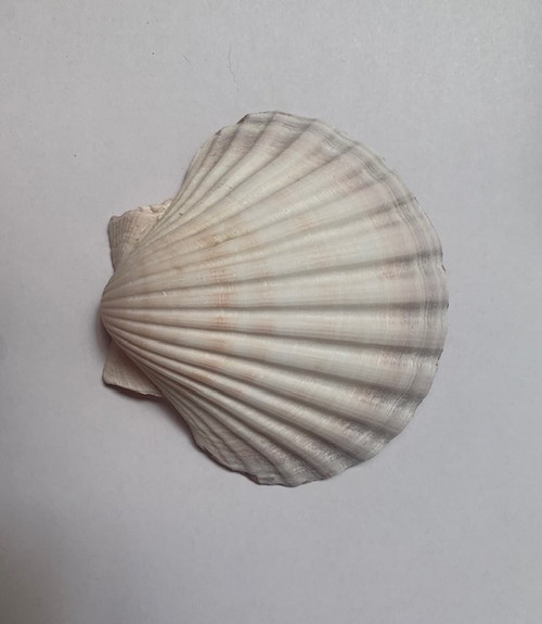 1pc Scallop shell 90-100mm