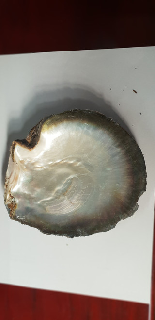 1pc Black MOP shell natural 120-170mm