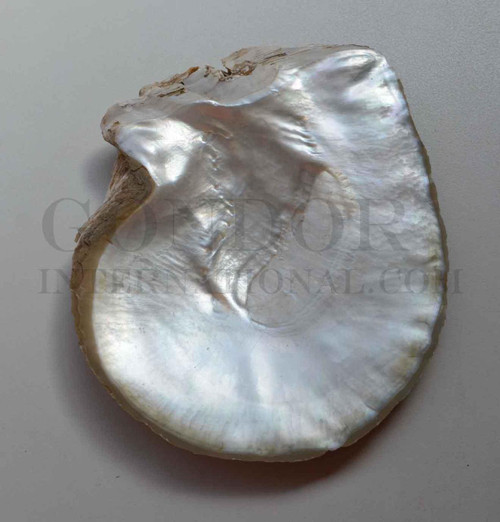 Whole Mother of Pearl shell - Pinctada maxima natural shell. Shell size 190-220mm (7.5 -8.66")