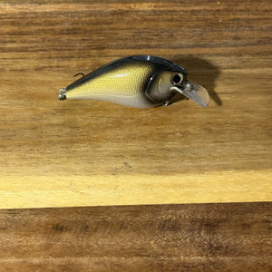 Golden Black Eye Squarebill