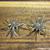 2.5 inch "Pearl Hambone" Ugly Urchin