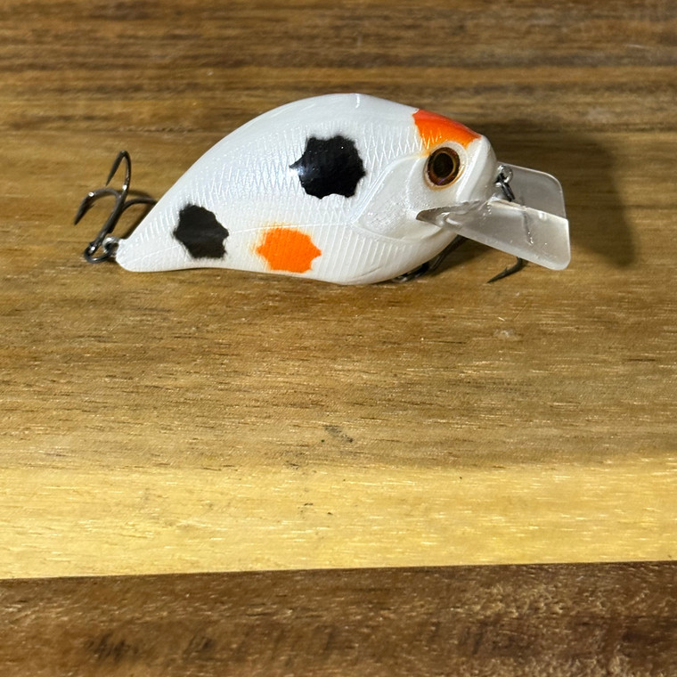Spotted Cow Squarebill