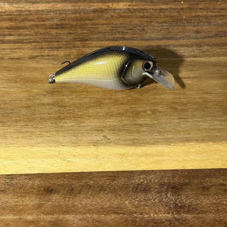 Golden Black Eye Squarebill