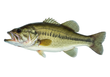 Bass icon