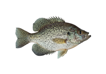 Crappie icon