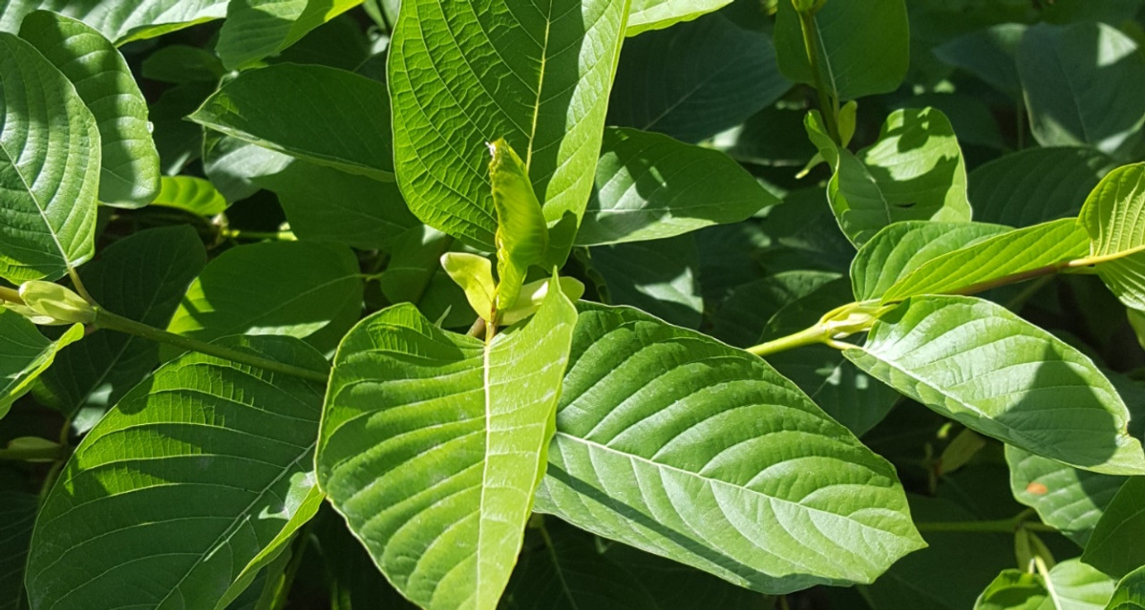 live kratom plants for sale