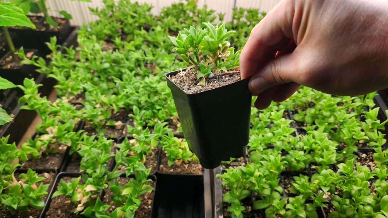 a large number of kanna plant nursery stock