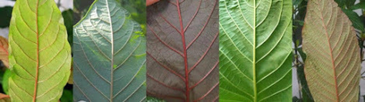 live kratom plants (Mitragyna speciosa)