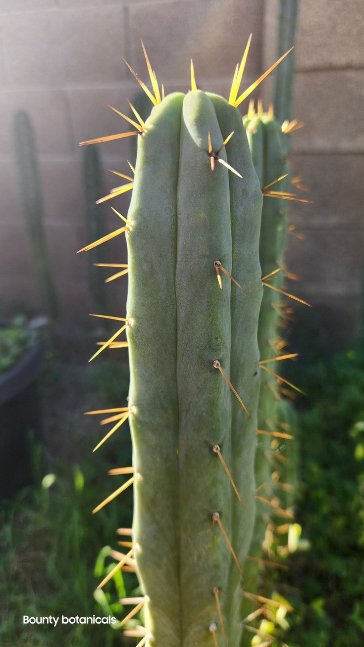 old man cactus Old Man Cactus