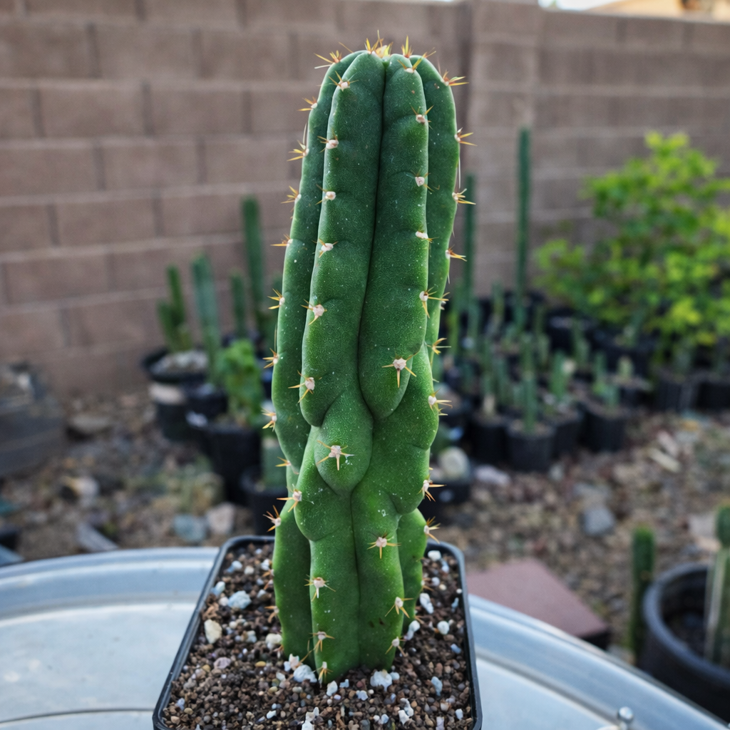 buy san perdo monstrose cactus