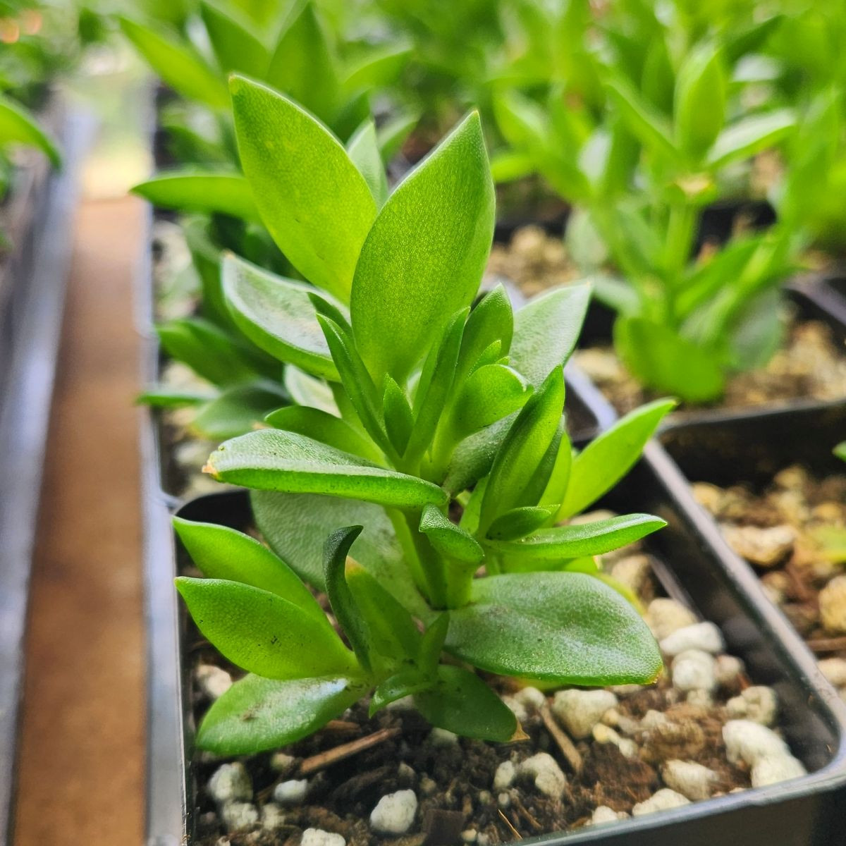 buy live Sceletium tortuosum plants