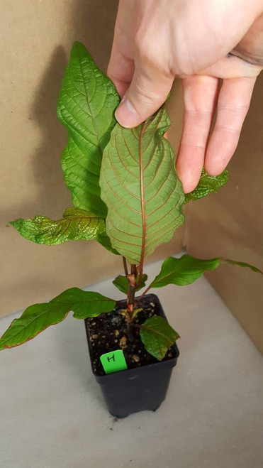 hulu kratom plant red vein. hulu kratom leaf with red vein.