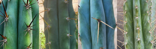 trichocereus cactus for sale. a college various trichocereus cacti on display. showing off different looks.