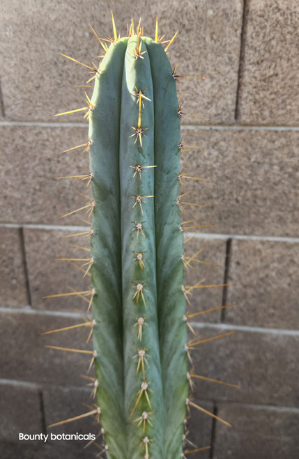 trichocereus sp. Eskanor clone