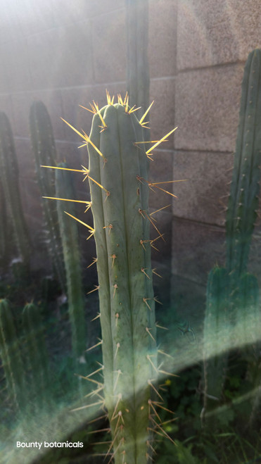 trichocereus cactus morning star clone