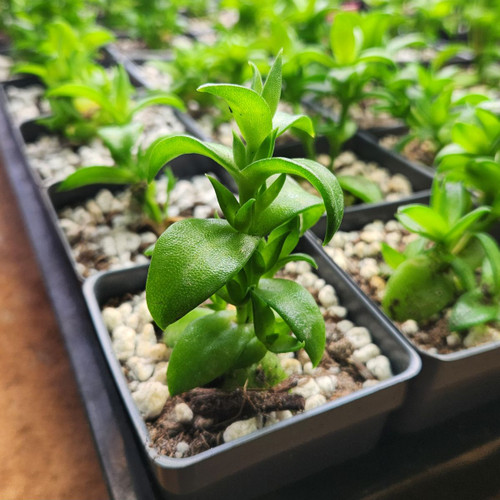 live sceletium tortuosum plants available for sale in nursery tray, clone h live sceletium tortuosum plants available for sale in nursery tray, clone h