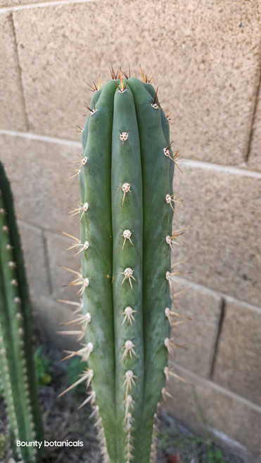 sapphire clone t. peruvianus
