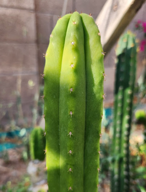 san pedro cactus clone el buena