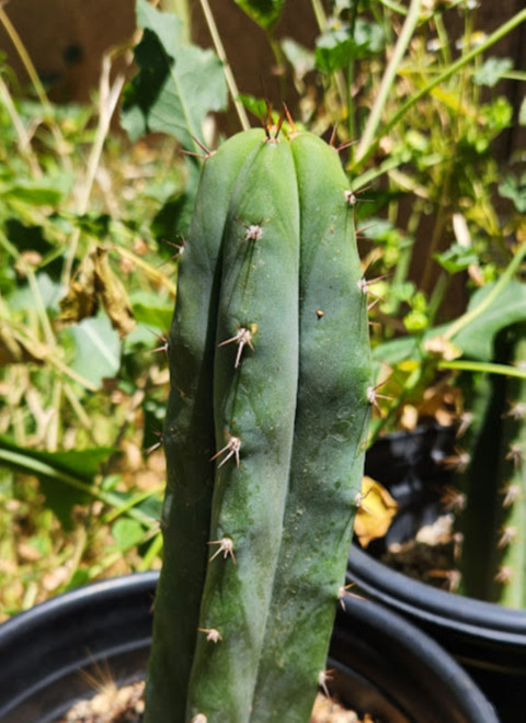 buy san pedro cactus merlin clone