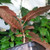 Borneo kratom plant