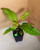 buy hulu kratom plants. Hulu kratom plant  in pot with a label tag