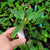 Hulu kratom plant. holding a hulu kratom plant