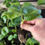 well rooted kava plants