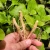 Hand holding fresh ashwagandha roots with live ashwagandha plants in the background