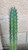 trichocereus sp. Theodon clone