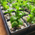 live sceletium tortuosum plants available for sale in nursery tray, clone h live sceletium tortuosum plants available for sale in nursery tray, clone h