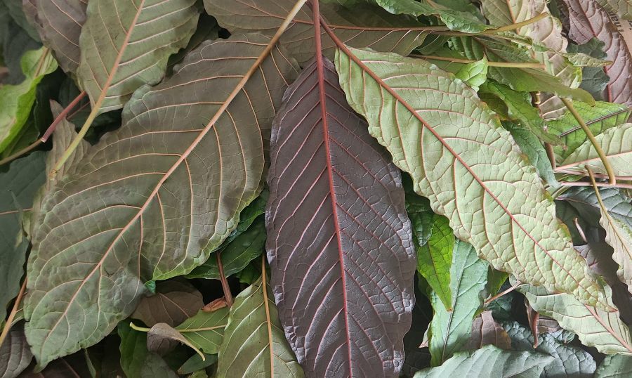 pile of kratom leaves a pile of harvested kratom leaves laid out to dry