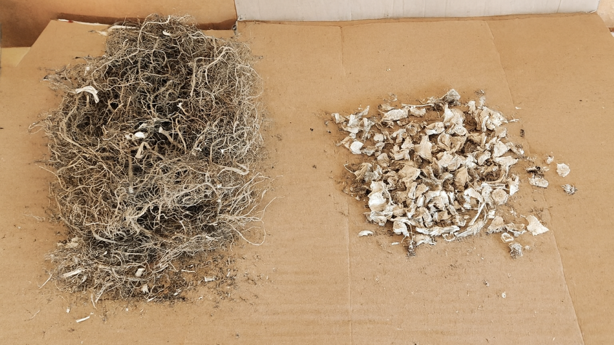 dried kava root separated into lewena and waka