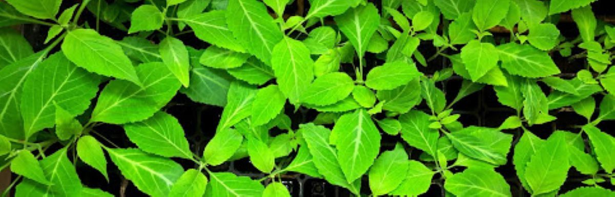 live salvia divinorum plants nursery stock