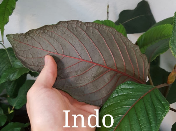 live kratom plants for sale- bounty botanicals ethnobotanical specimens