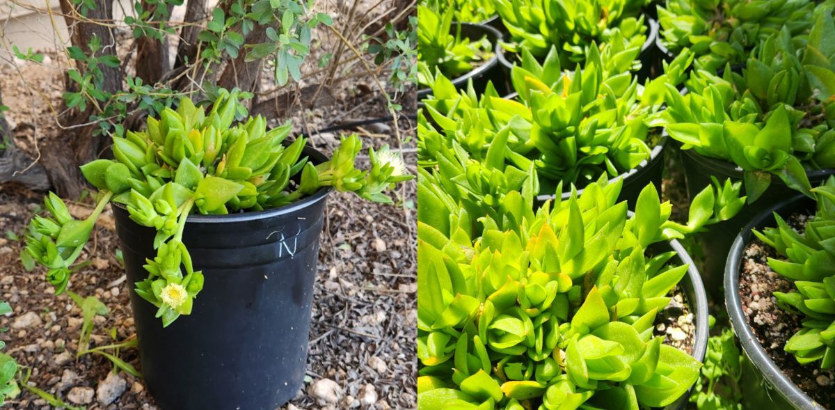 kanna plants light exposure examples a side by side of kanna plants. one growing in the shade of a bush and the other getting hit by direct sun light