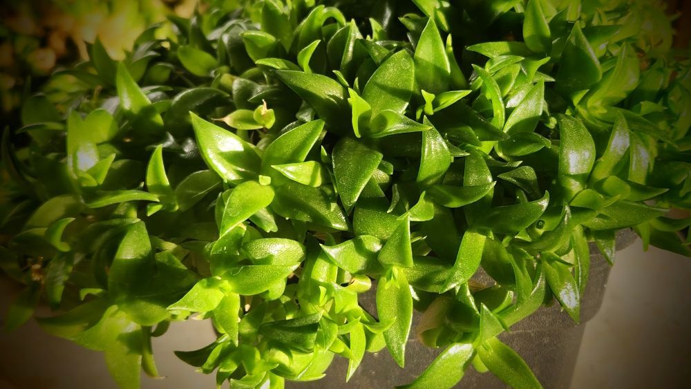 kanna-plant Close up of Kanna plant