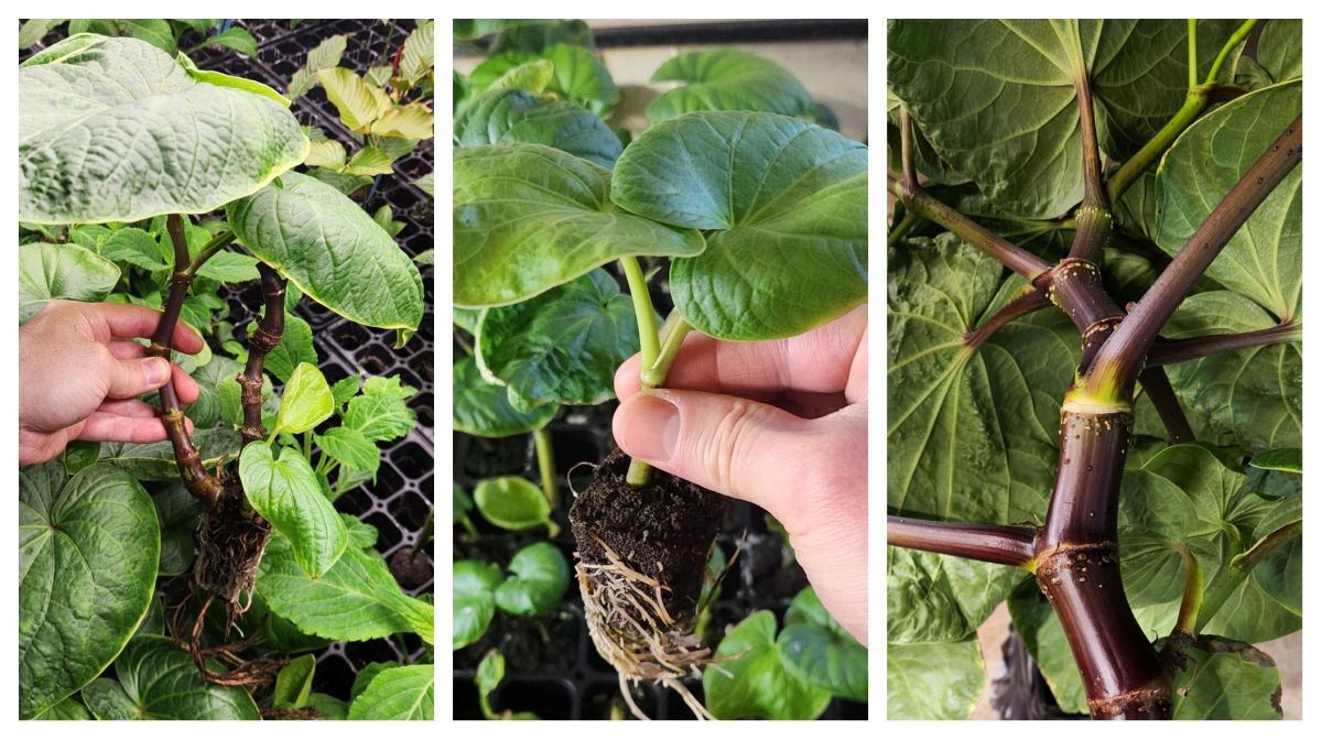 live kava plants nursery stock