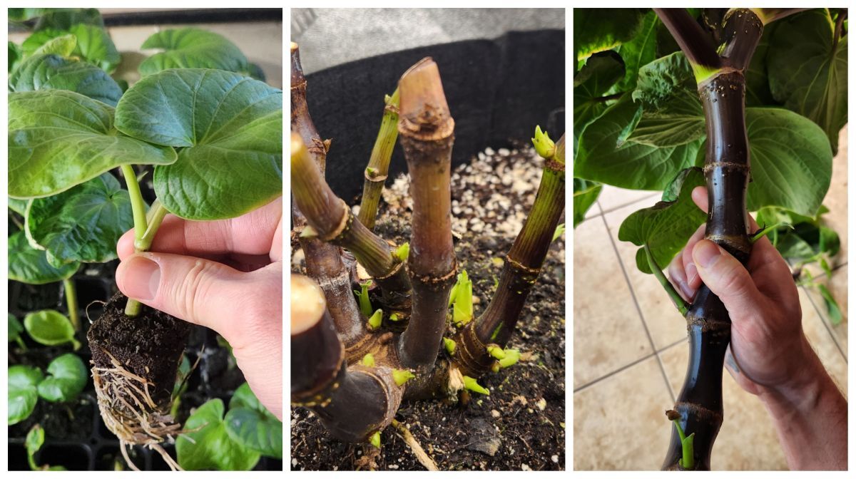 cultivated kava plants in different stages of growth