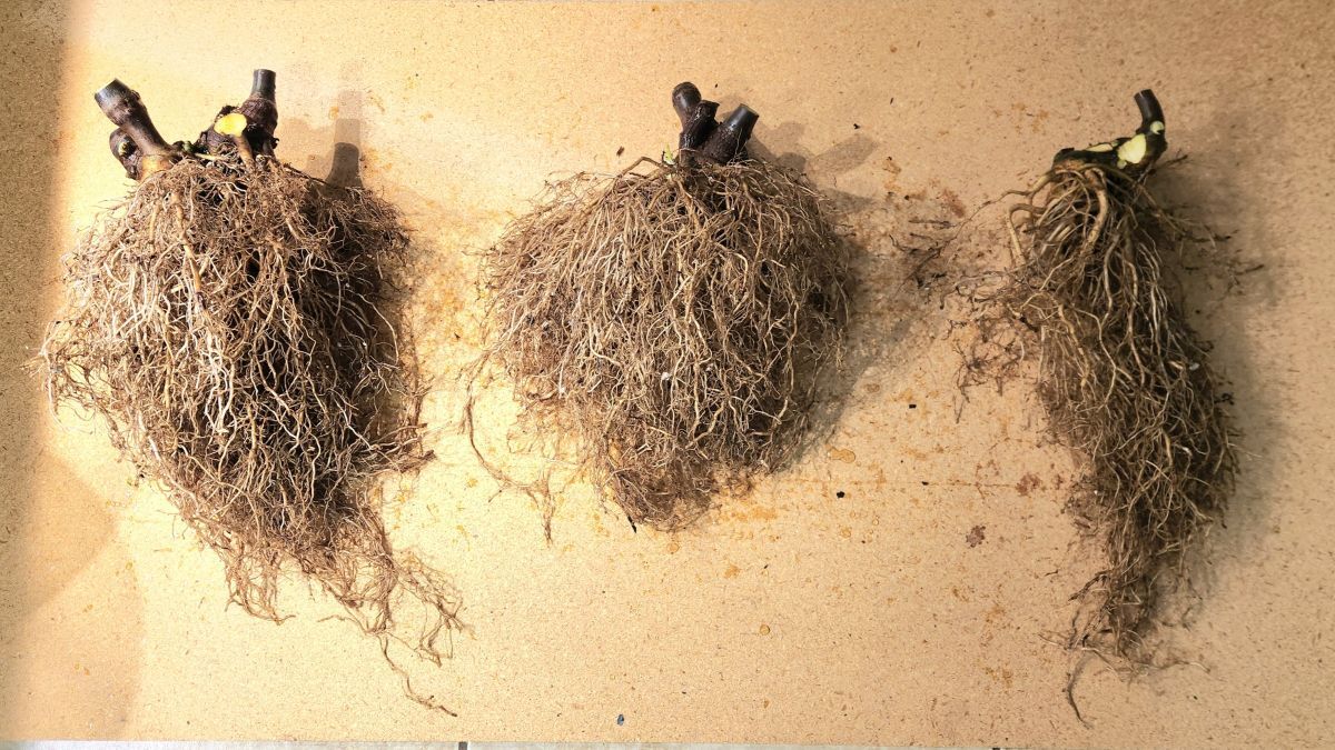 freshly harvested and washed kava roots