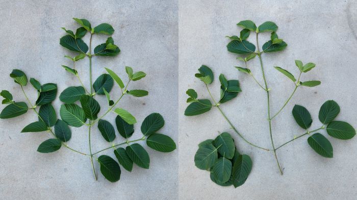 kratom plant before and after harvest a before and after picture of a kratom branch being harvested of its leaves