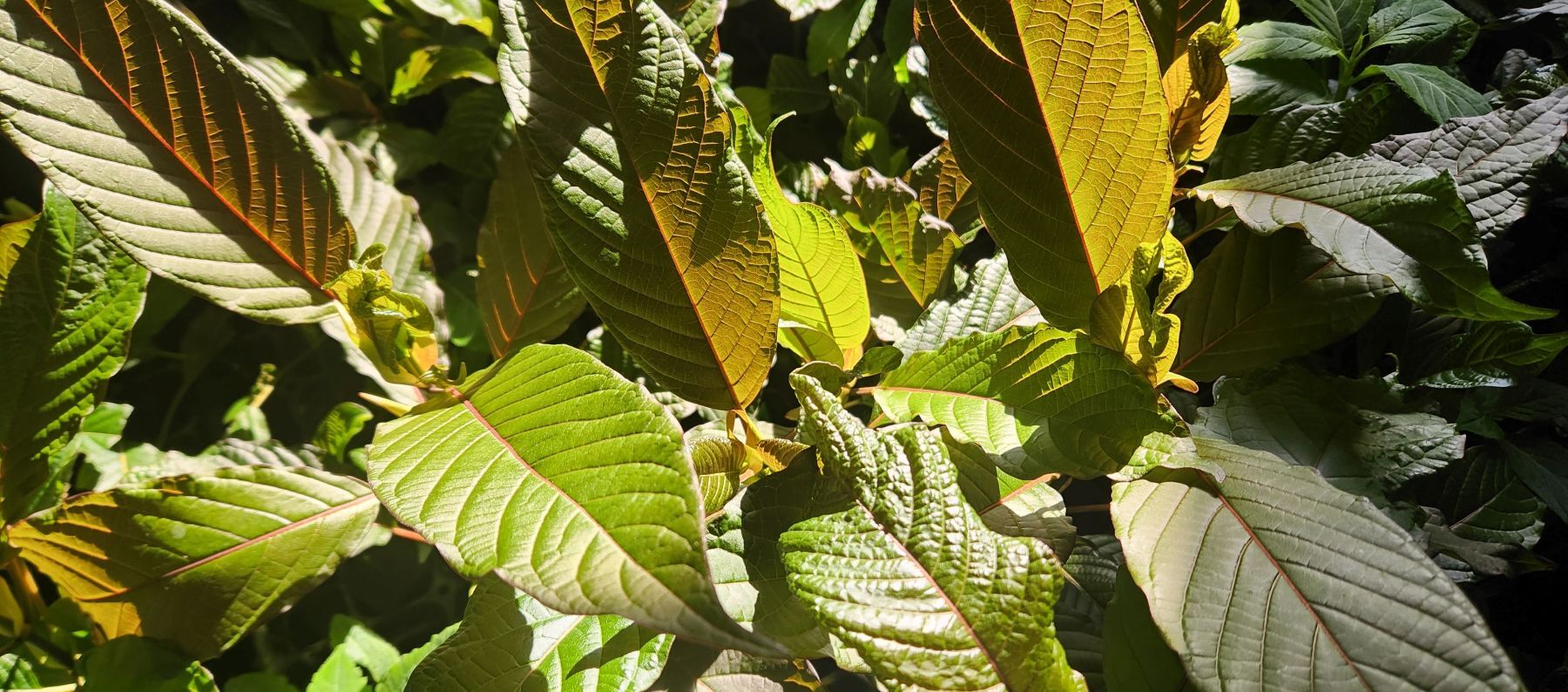 kratom plants live kratom plants glistening in the sunlight