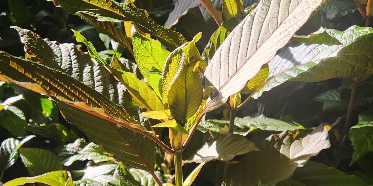 sun kissed kratom plants nursery stock kratom plants with sun hitting the leaves